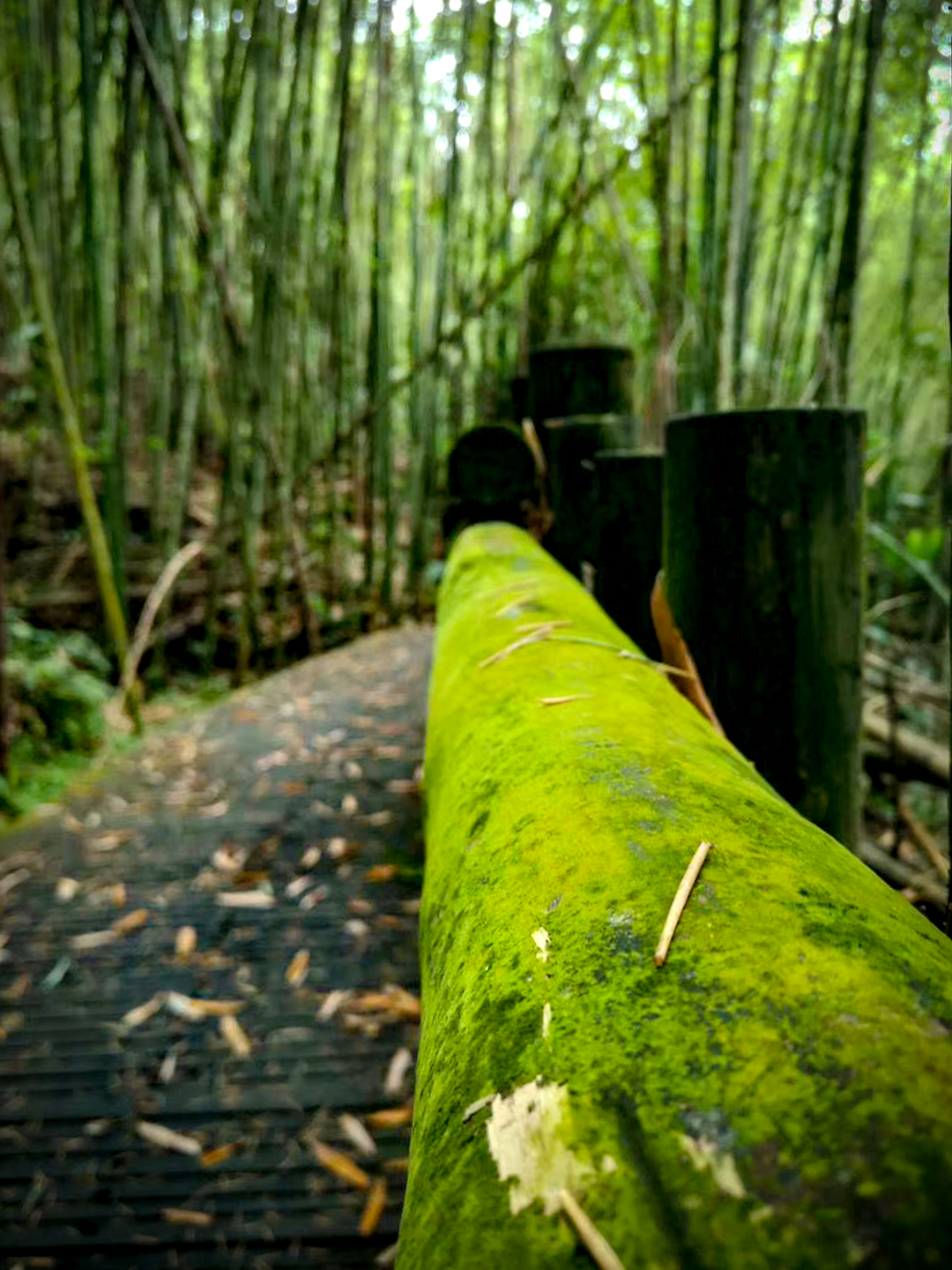 《竹林、青苔、夏木》-韩晓逢